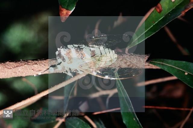 登錄號:F0010369藏品圖，第4張