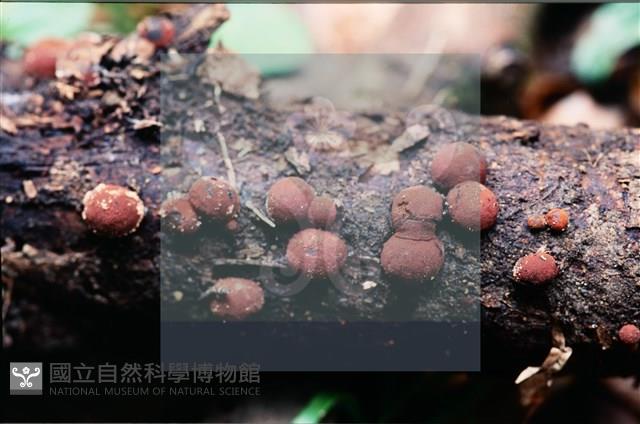 登錄號:F0007729藏品圖，第3張