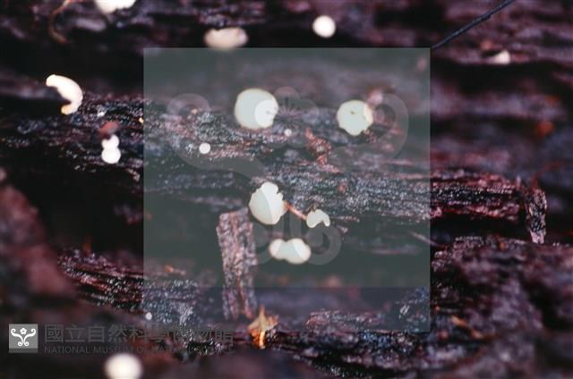 Accession Number:F0019729 Collection Image, Figure 3, Total 3 Figures