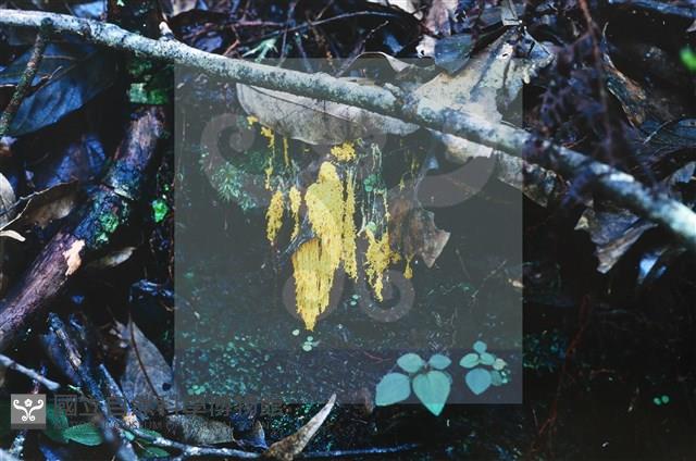 登錄號:F0009809藏品圖，第3張