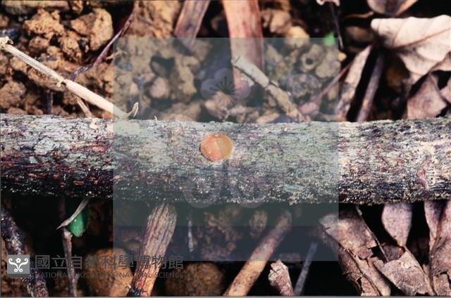 登錄號:F0007709藏品圖，第3張