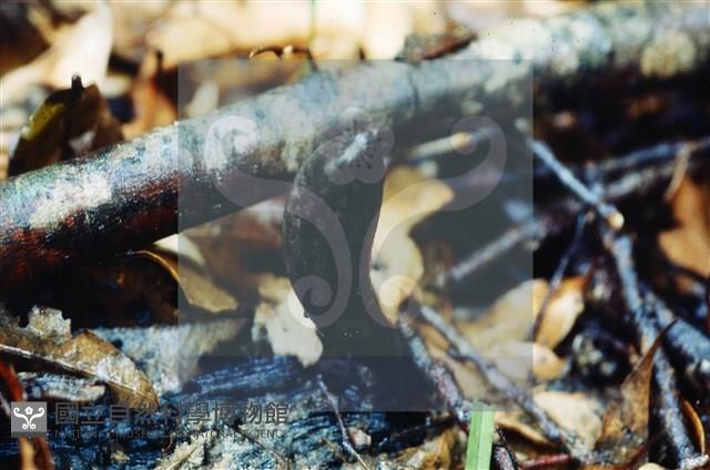 登錄號:F0009859藏品圖，第4張