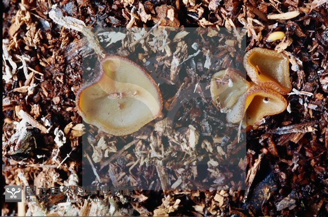 登錄號:F0004559藏品圖，第4張