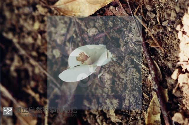 登錄號:F0004059藏品圖，第4張