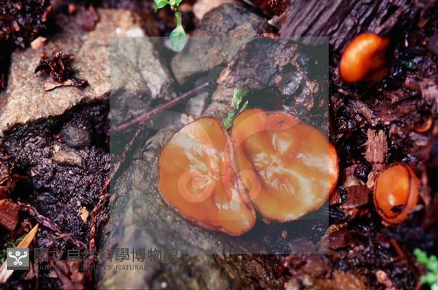 登錄號:F0005149藏品圖，第3張