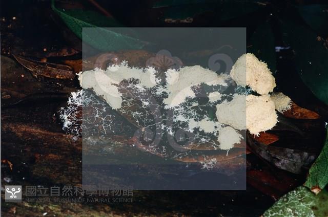 登錄號:F0015049藏品圖，第3張