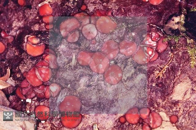 登錄號:F0002599藏品圖，第3張