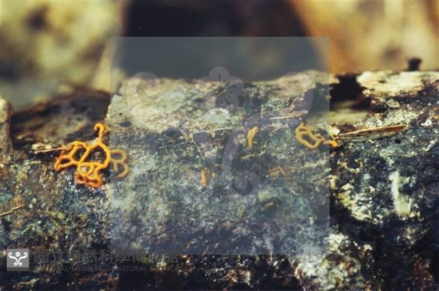 登錄號:F0007399藏品圖，第3張