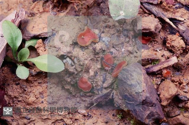 登錄號:F0005399藏品圖，第3張