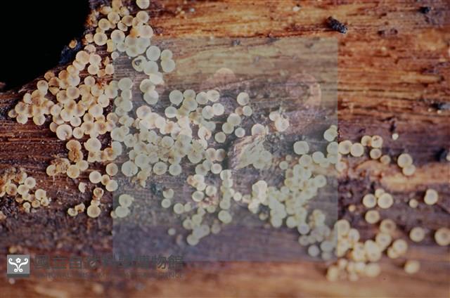 登錄號:F0017889藏品圖，第4張