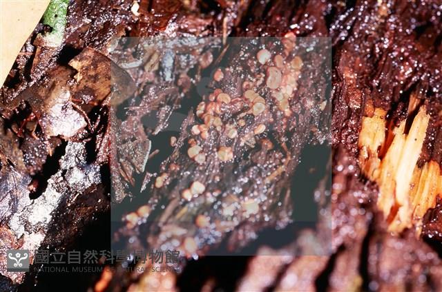 登錄號:F0015039藏品圖，第4張