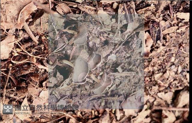 登錄號:F0009879藏品圖，第4張