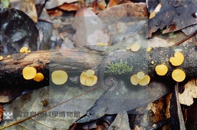 登錄號:F0009863藏品圖，第4張