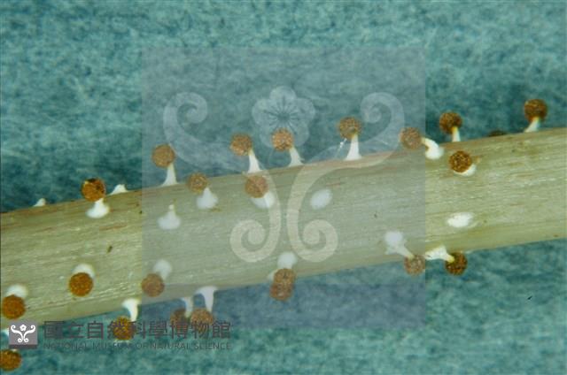 登錄號:F0009823藏品圖，第3張