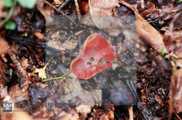 登錄號:F0015523藏品圖，第4張