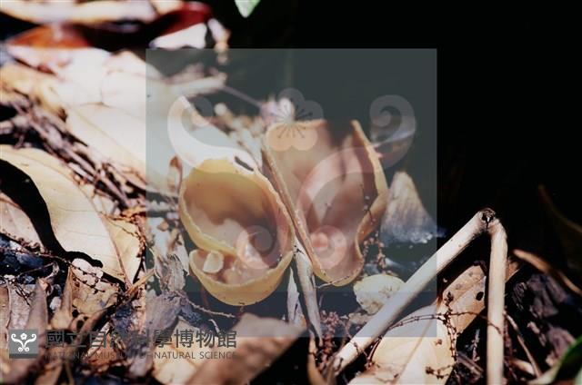 登錄號:F0011303藏品圖，第4張