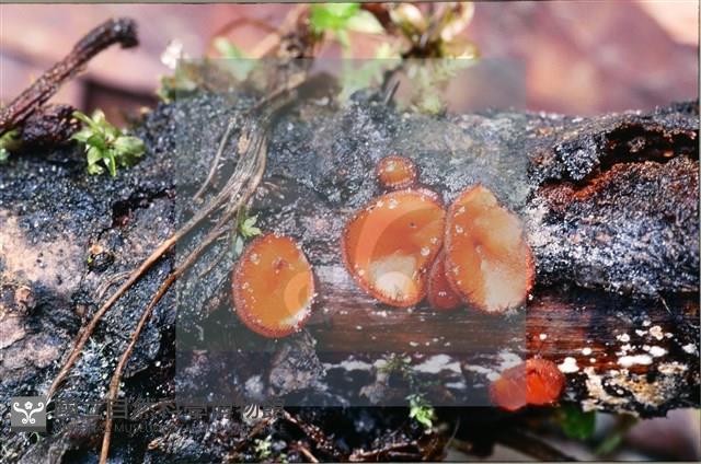 Accession Number:F0009953 Collection Image, Figure 4, Total 4 Figures