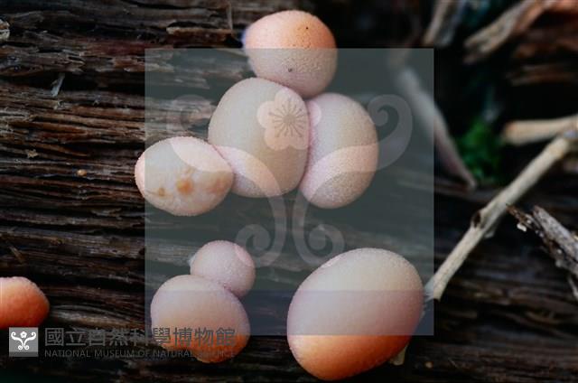 登錄號:F0015543藏品圖，第3張