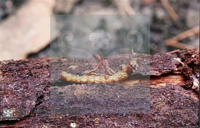 登錄號:F0013893藏品圖，第4張