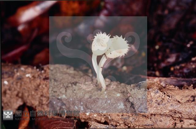 登錄號:F0005693藏品圖，第4張