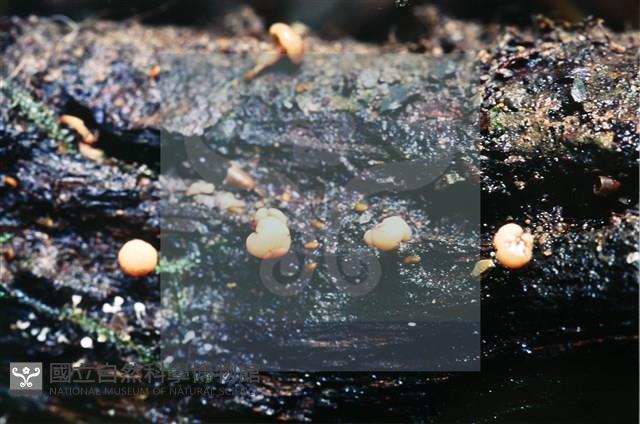 登錄號:F0007393藏品圖，第4張