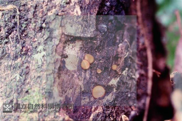 登錄號:F0005393藏品圖，第4張