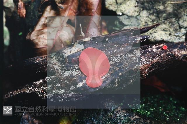 登錄號:F0010183藏品圖，第4張