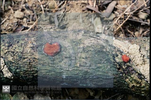 登錄號:F0008933藏品圖，第4張