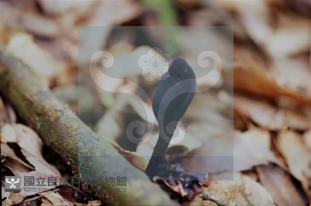 登錄號:F0015533藏品圖，第4張