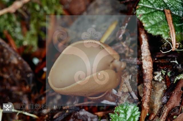 登錄號:F0002133藏品圖，第4張