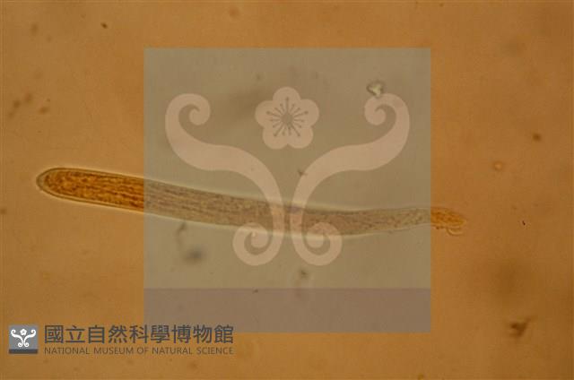 登錄號:F0012873藏品圖，第4張