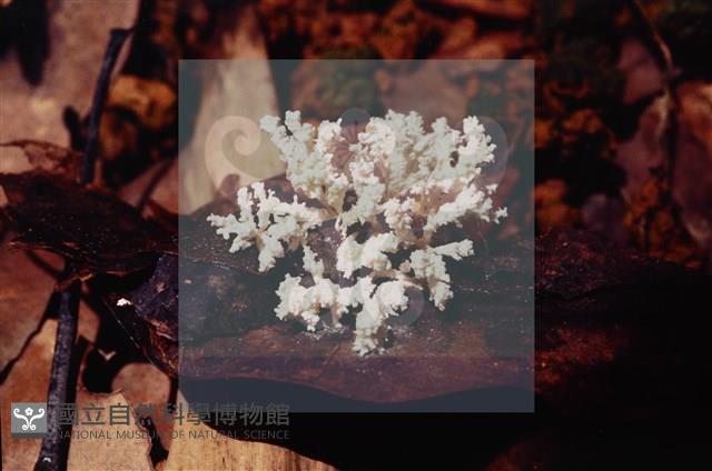 登錄號:F0009873藏品圖，第4張