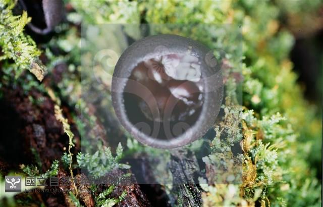 登錄號:F0013873藏品圖，第4張