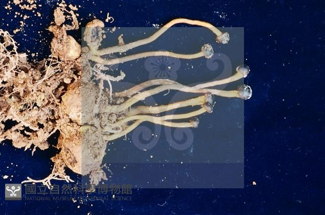 登錄號:F0005673藏品圖，第4張