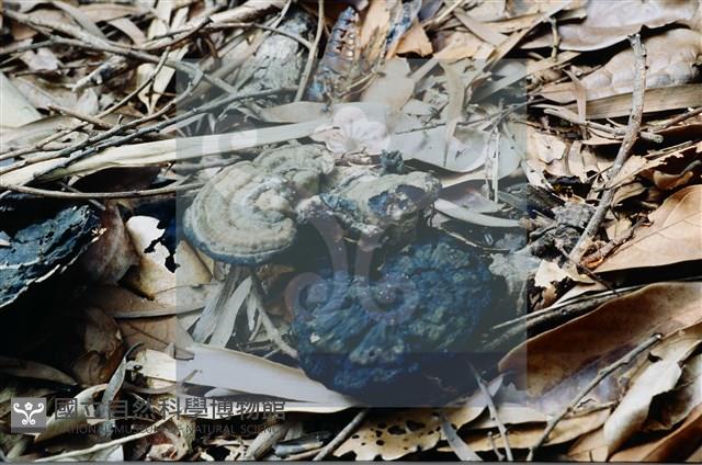 登錄號:F0015573藏品圖，第4張