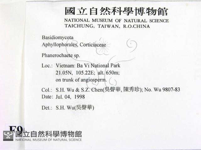 顯絲菌屬藏品圖，第2張