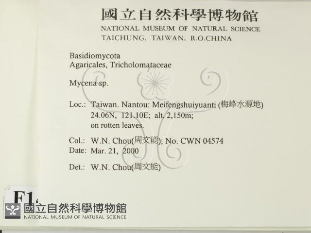 小菇屬藏品圖，第2張