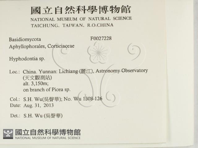 絲齒菌屬藏品圖，第2張