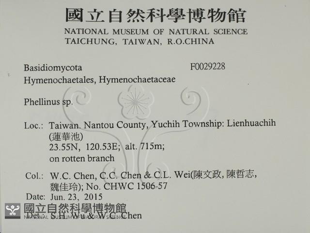 木層孔菌屬藏品圖，第2張