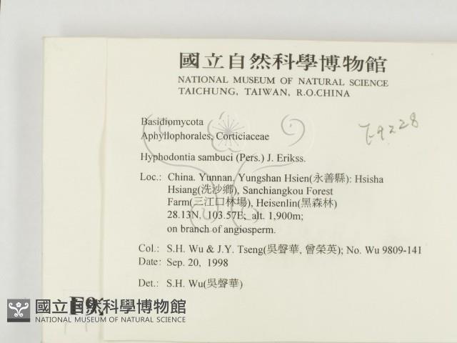 冇骨消絲齒菌藏品圖，第2張