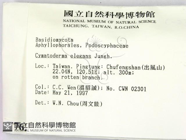 優雅波邊革菌藏品圖，第2張