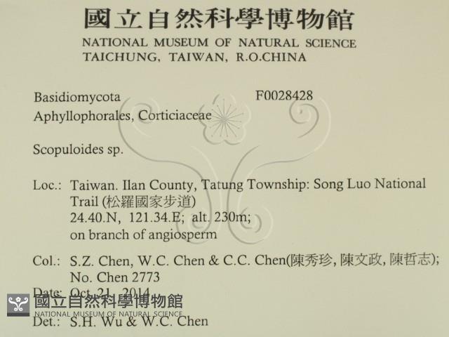 銳岩菌屬藏品圖，第2張