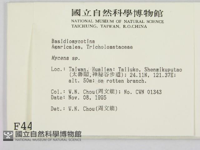 小菇屬藏品圖，第2張