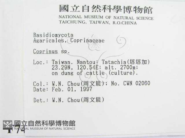 鬼傘屬藏品圖，第2張