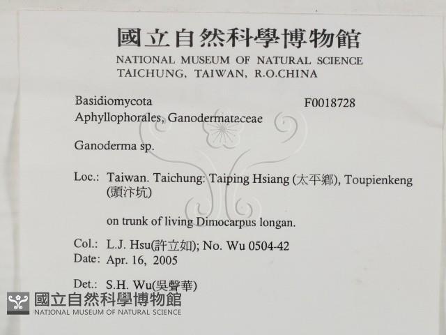 靈芝屬藏品圖，第2張