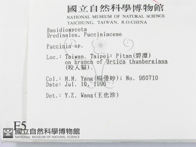 柄銹菌屬藏品圖，第2張