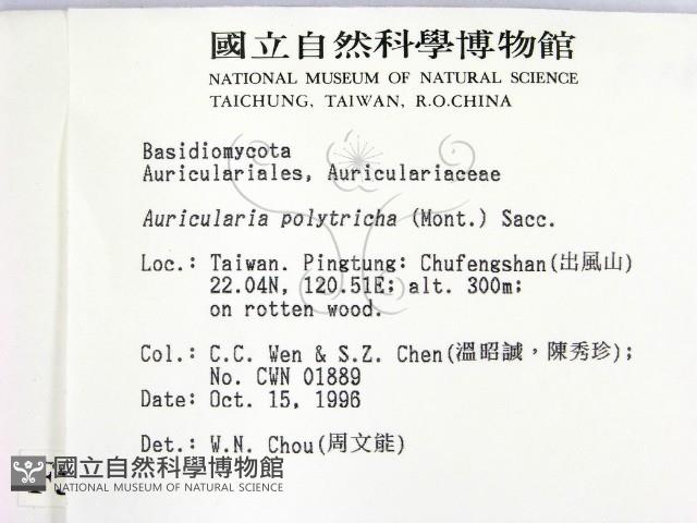 毛木耳藏品圖，第2張