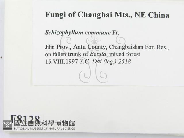 裂褶菌藏品圖，第2張