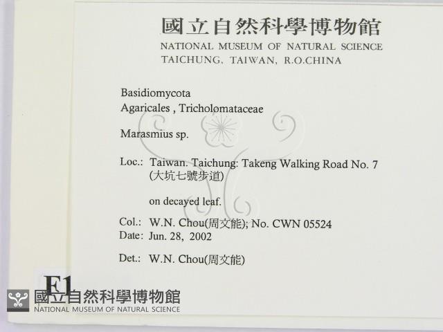 小皮傘屬藏品圖，第2張