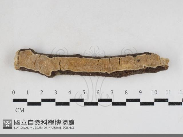 登錄號:F0034128藏品圖，第1張
